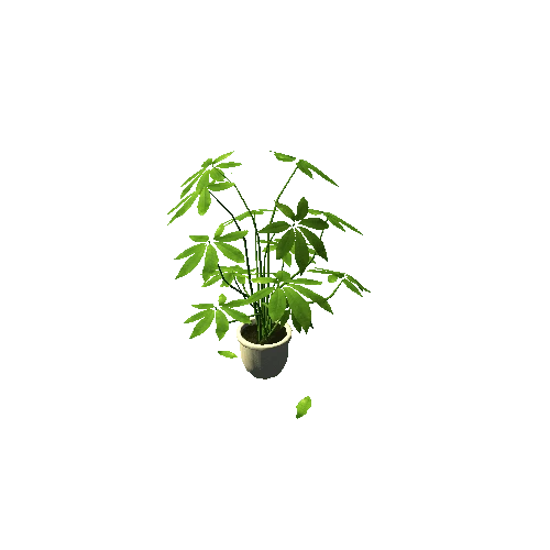 Plant11