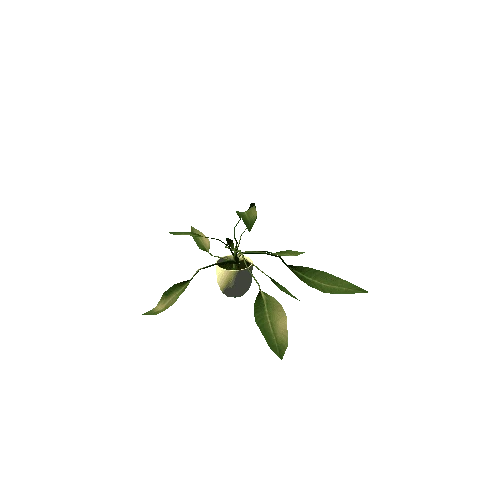 Plant13