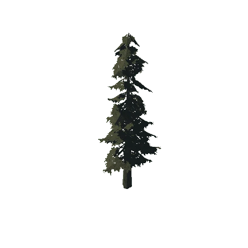 pine_04_high