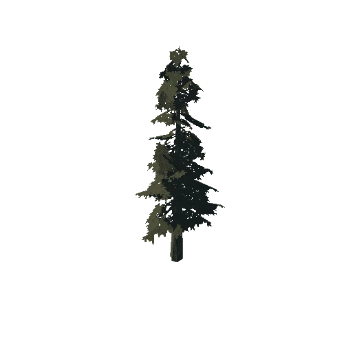 pine_04_low