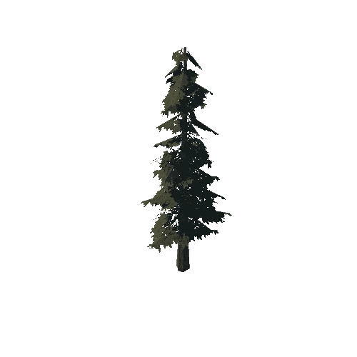 pine_05_medium