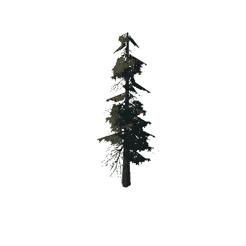 pine_06_medium