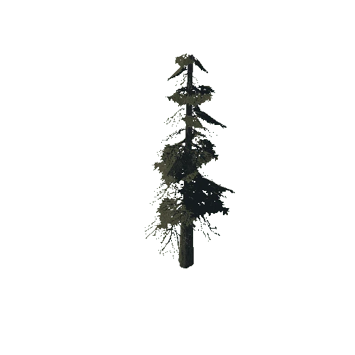 pine_08_high