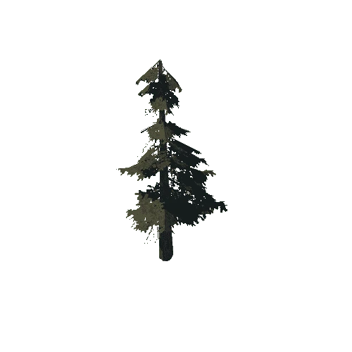 pine_11_medium