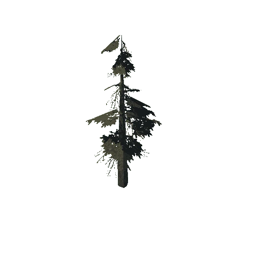 pine_13_low