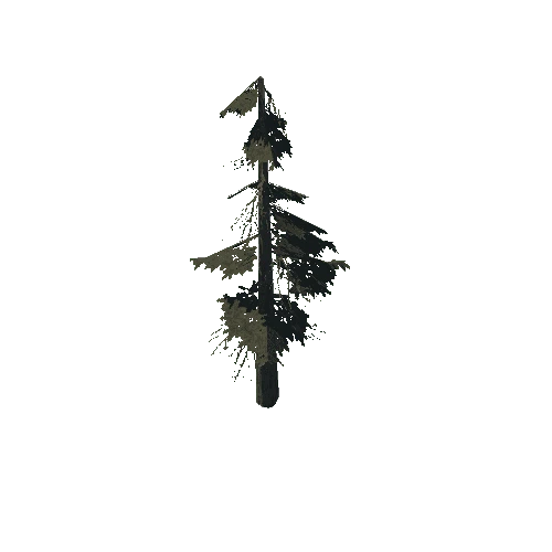 pine_13_medium