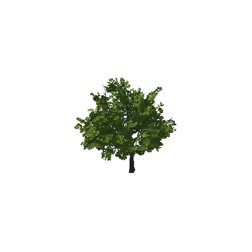 Tree_03