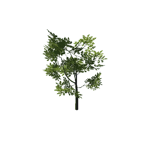 Tree_04