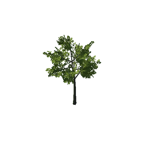 Tree_05