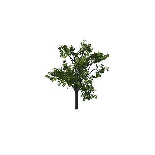 Tree_06