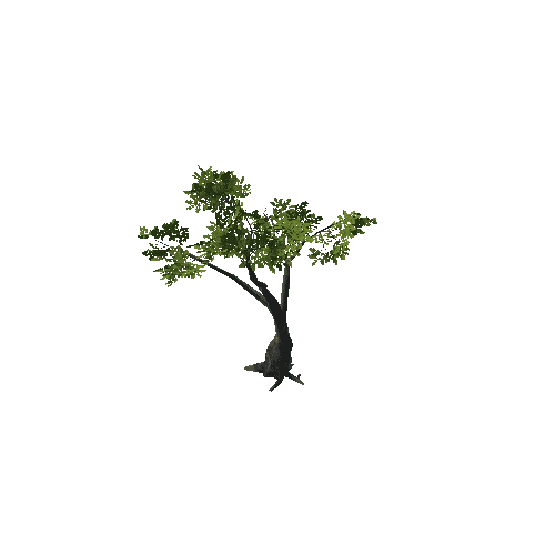 Tree_15