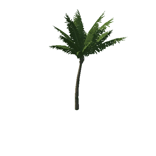 Palm_tree_01