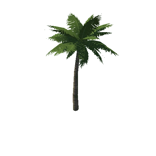 Palm_tree_06