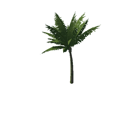 Palm_tree_08