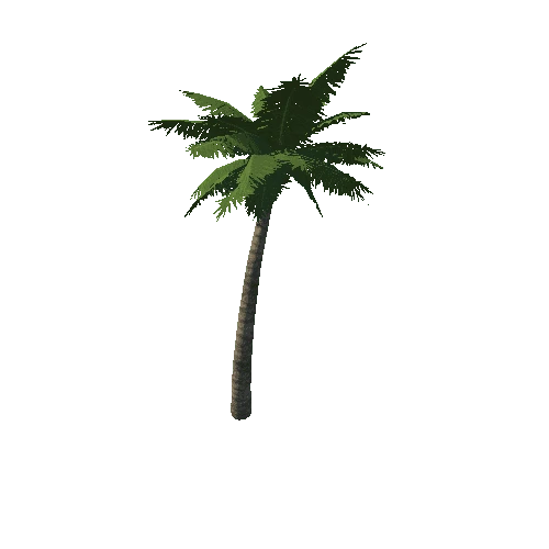 Palm_tree_10