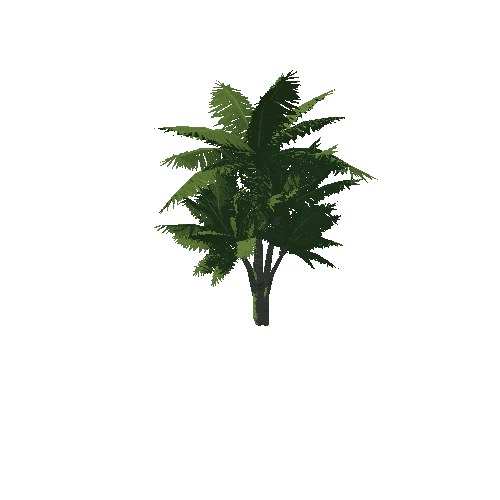 Palm_tree_13