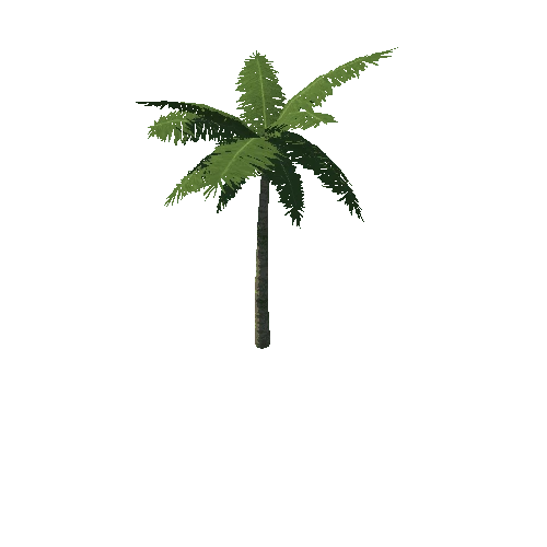 Palm_tree_14