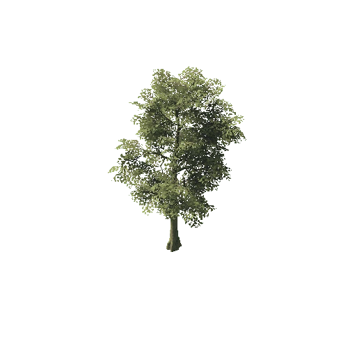 PF_Oak_tall_bare