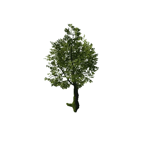 Tree_08