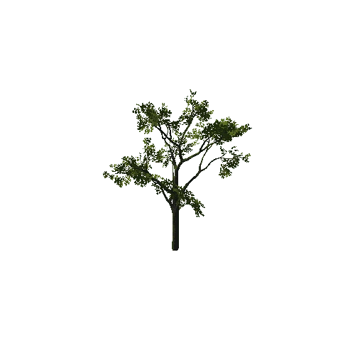 Tree_12
