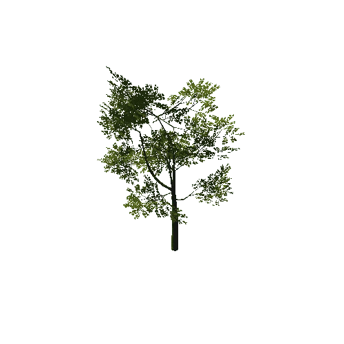 Tree_04