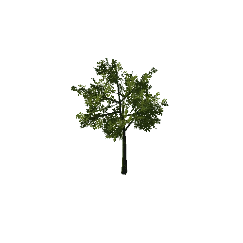 Tree_05