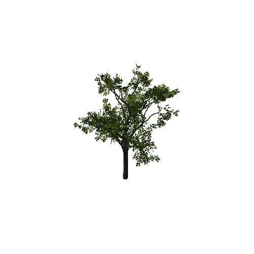 Tree_06