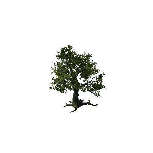 Tree_14