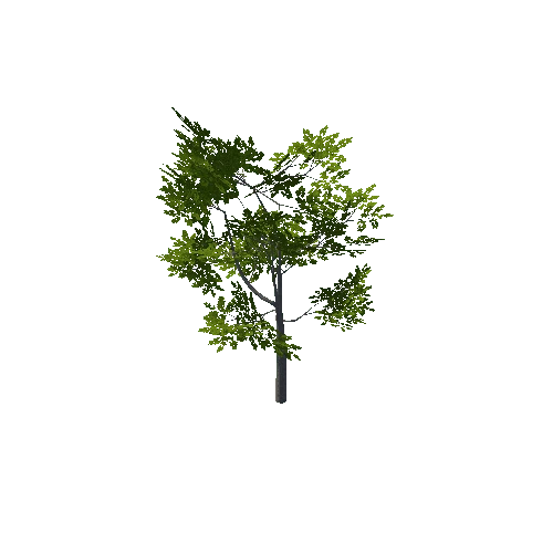 Tree_04