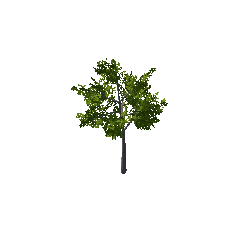 Tree_05