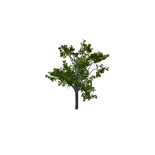 Tree_06