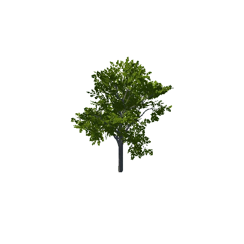 Tree_11