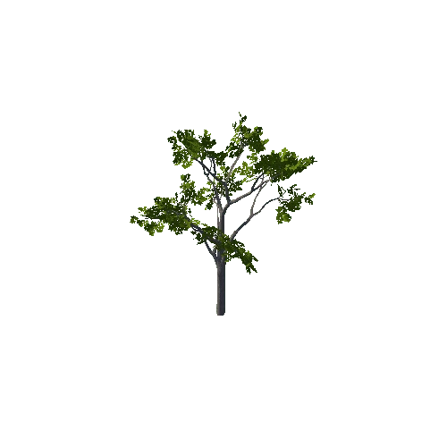 Tree_12