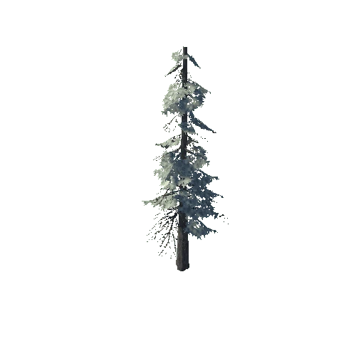 pine_06_high