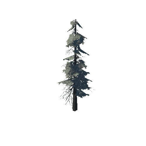 pine_06_medium