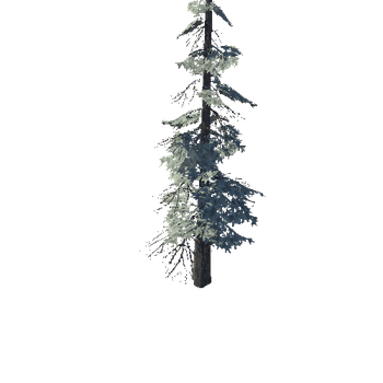 pine_07_high_1