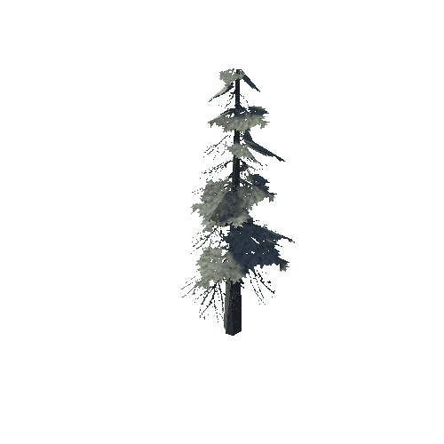 pine_08_medium