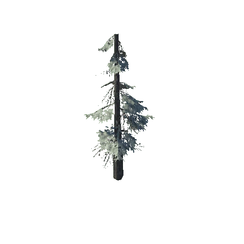 pine_13_high