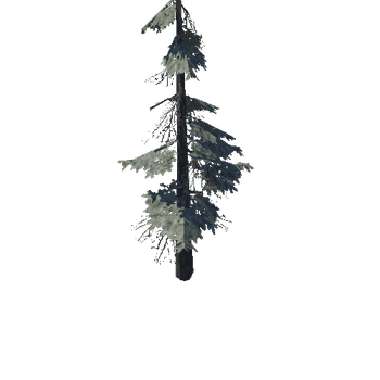 pine_13_medium