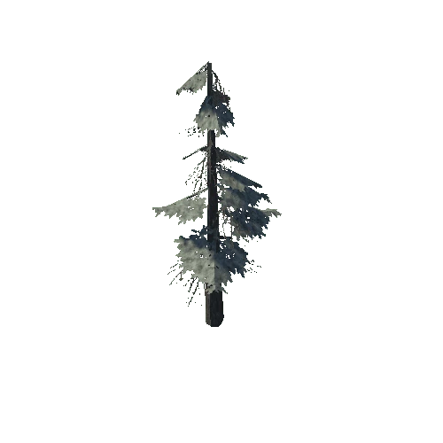 pine_13_medium