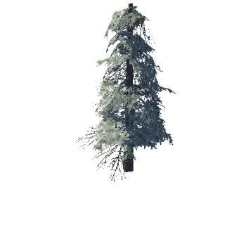 pine_14_high_1