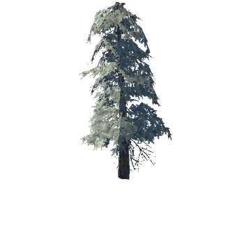 pine_17_high_1