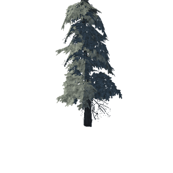 pine_17_medium