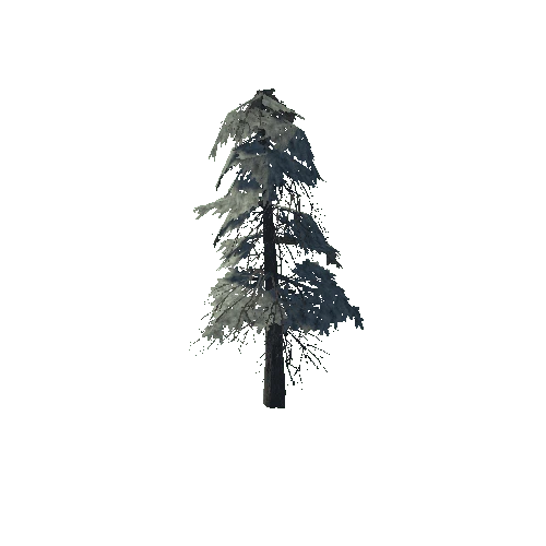 pine_18_medium