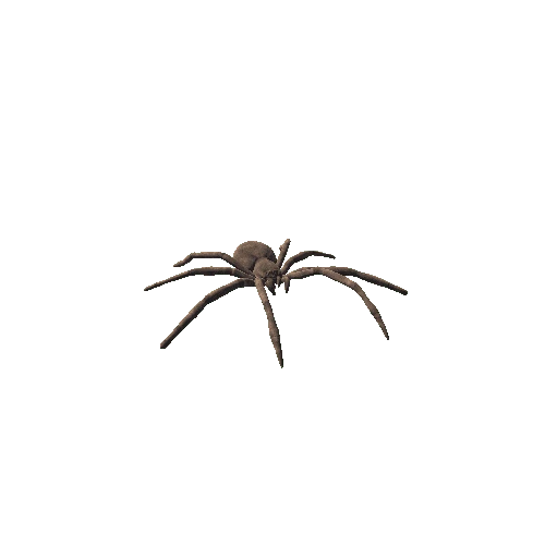 Spider_01_Tarantula