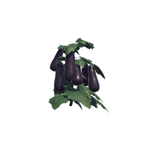 Aubergine