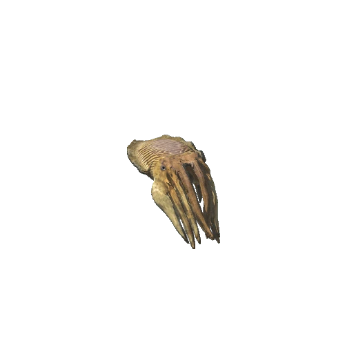 Cuttlefish_prefab
