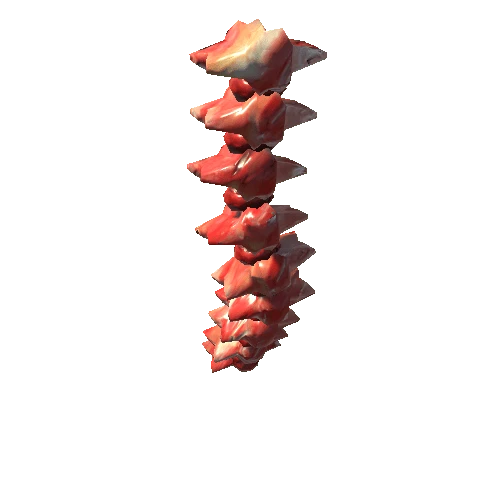 female_spine