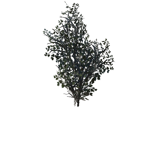 Bush_05_03_A