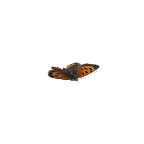 butterflyPrefab
